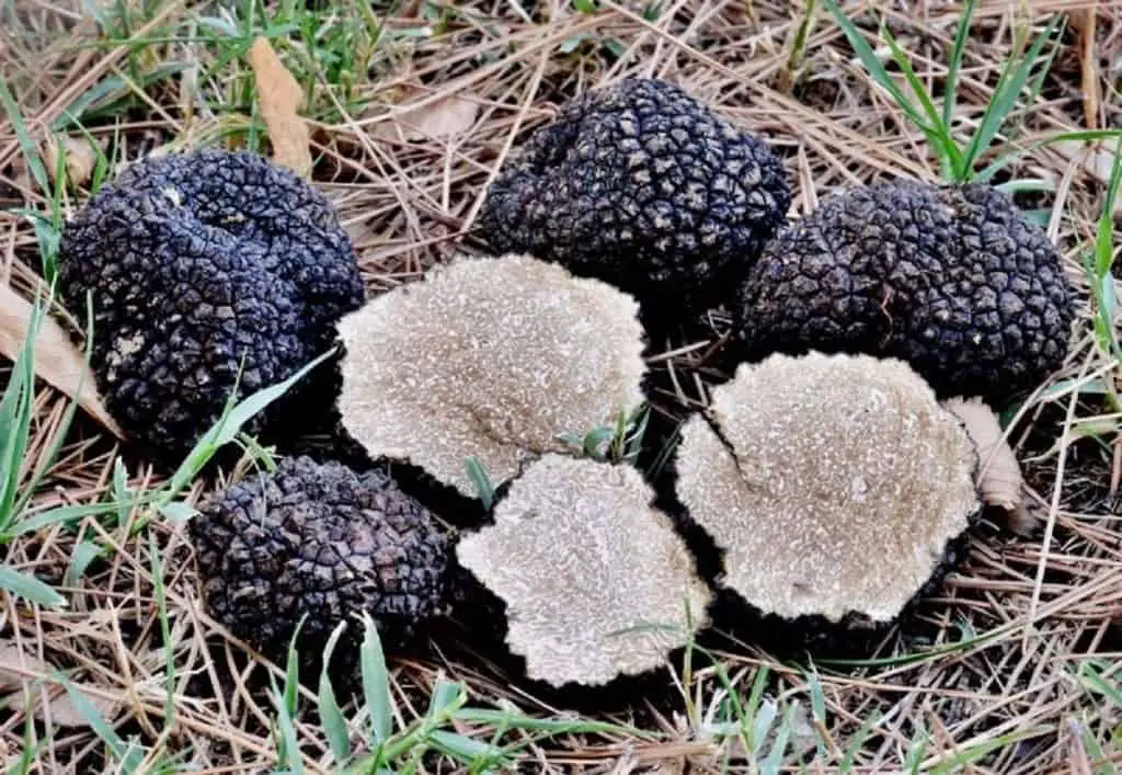 what-do-truffles-taste-and-smell-like-itsfoodtastic