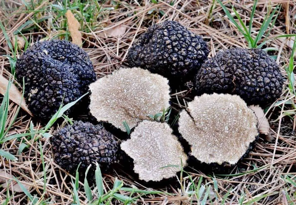 Ultimate Guide on How to Grow Truffles in the USA - ItsFoodtastic