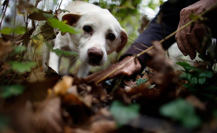 InDepth Research on How to Find Truffles ItsFoodtastic