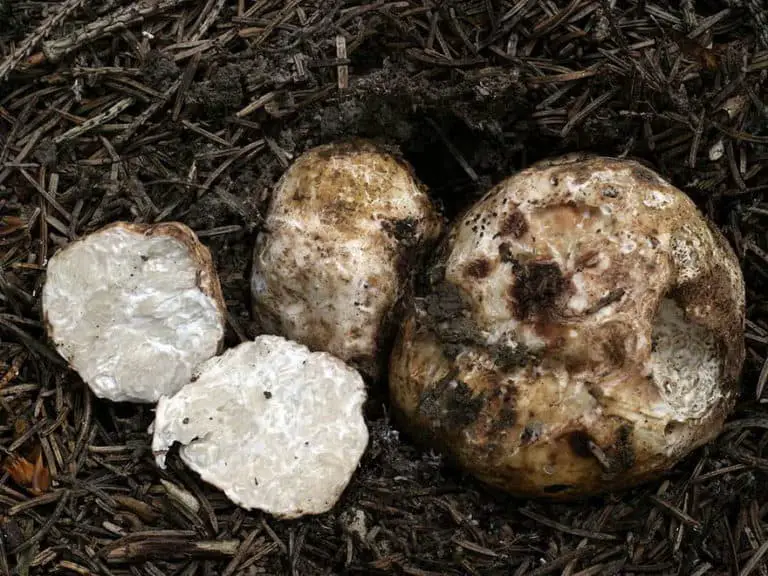 What Is A Truffle And Where Does It Come From Itsfoodtastic