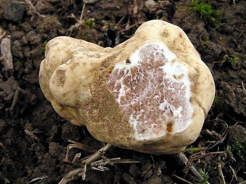 Can You Farm Truffles? ItsFoodtastic