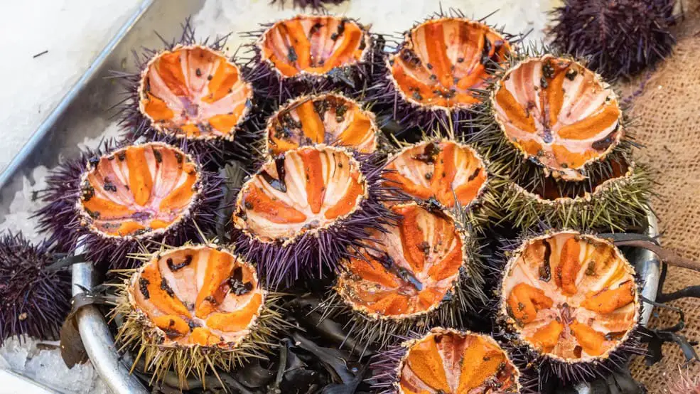 How To Store Fresh Sea Urchin Uni – Itsfoodtastic