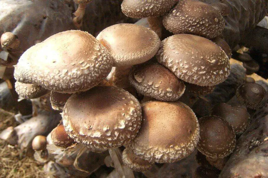 What Is Special About Shiitake Mushrooms? ItsFoodtastic