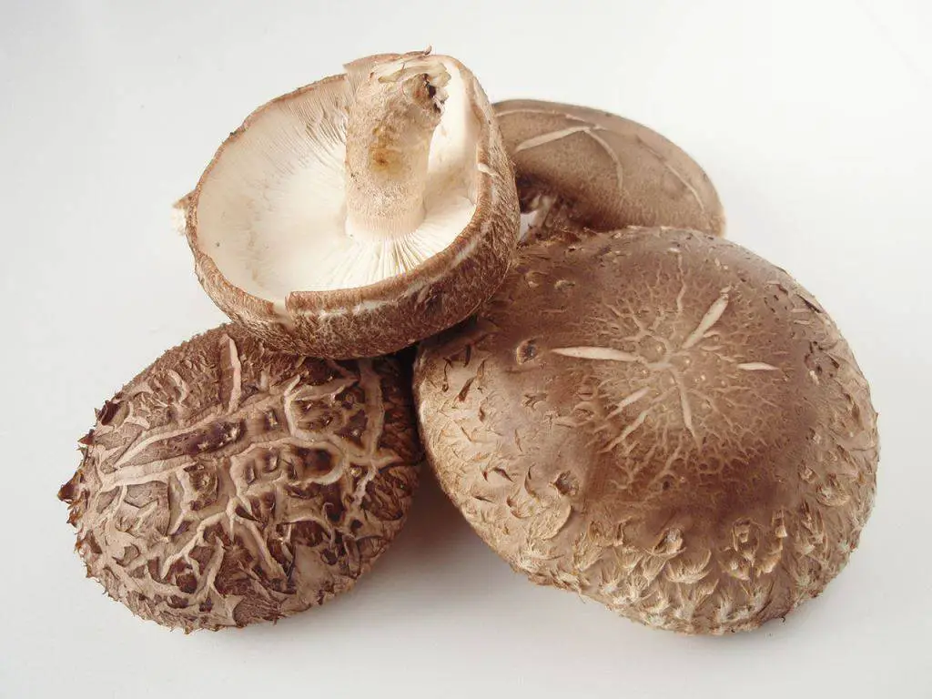 What Do Shiitake Mushrooms Go With? ItsFoodtastic