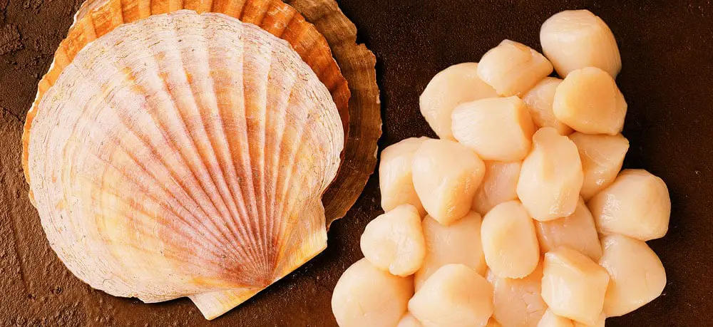 are-scallops-okay-to-eat-raw-itsfoodtastic