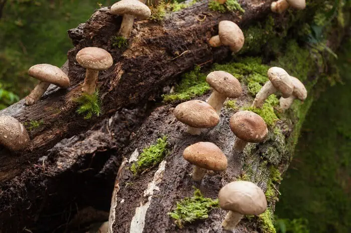 Where Do Shiitake Mushrooms Come From Itsfoodtastic