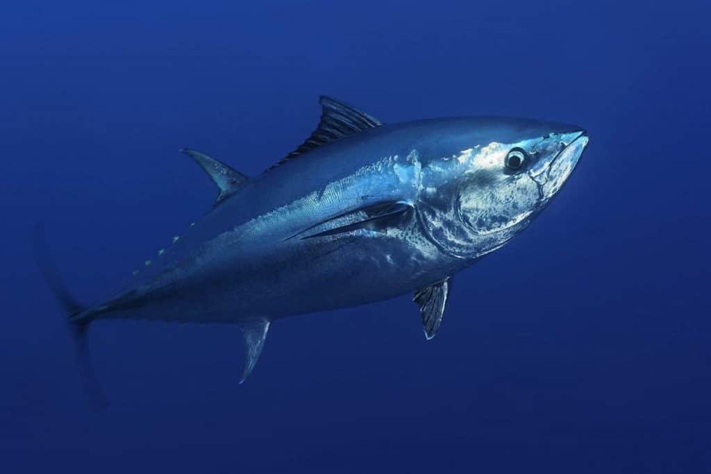 Why Is Bluefin Tuna So Expensive and Special? ItsFoodtastic