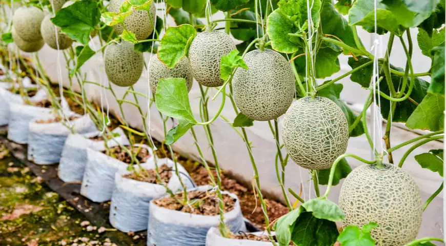 All You Need To Know About Yubari King Melon – Taste, Price, Growing ...