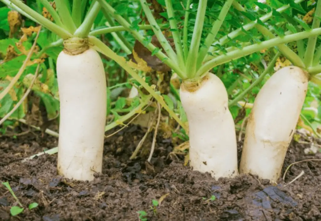 What Does Daikon Radish Taste Like And How Do You Eat It? – ItsFoodtastic