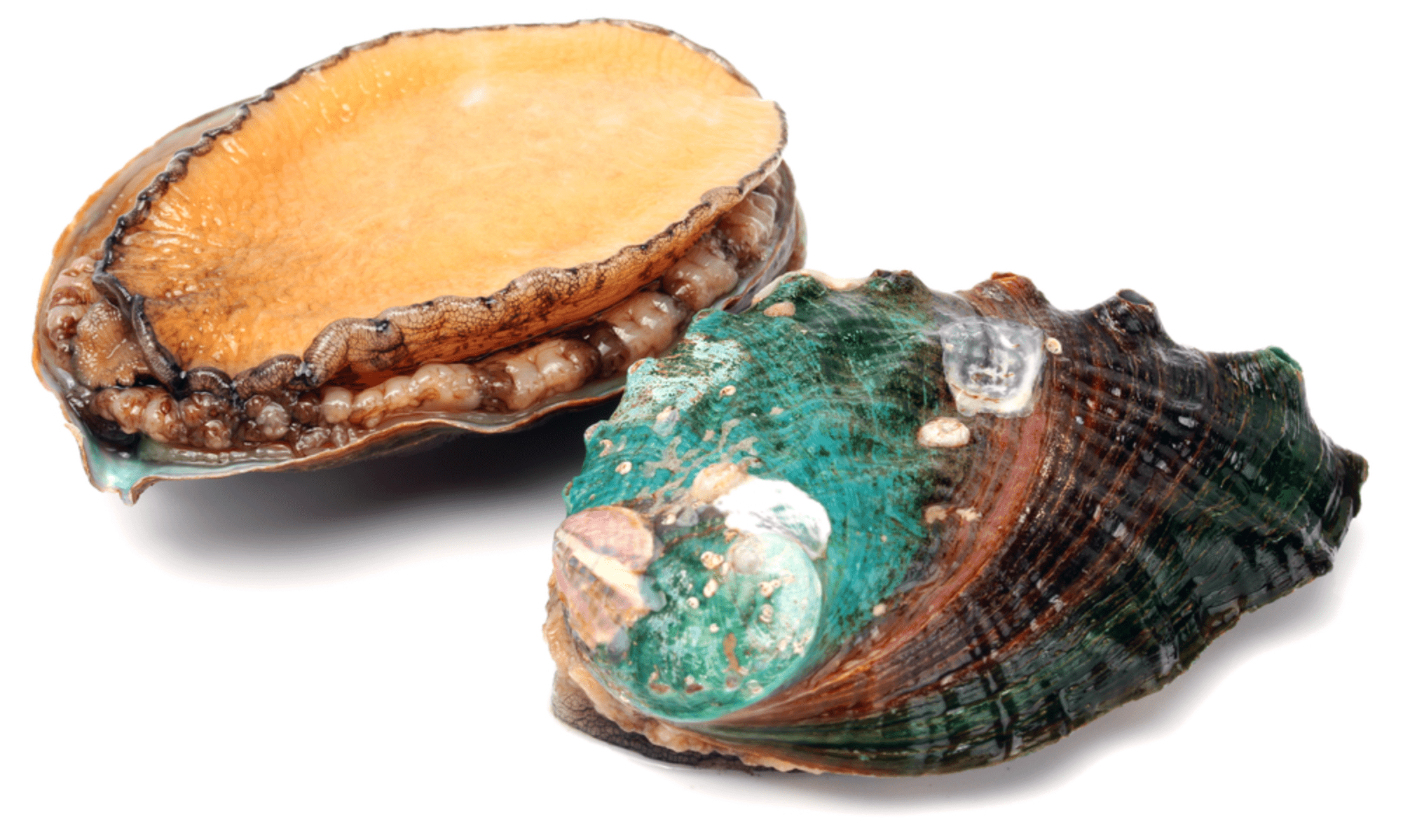 What Does Abalone Taste Like? The Truth You Need To Know About Abalone