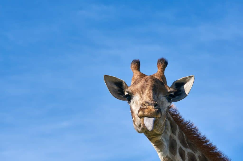 Can You Eat Giraffe? What Does Giraffe Taste Like? – ItsFoodtastic