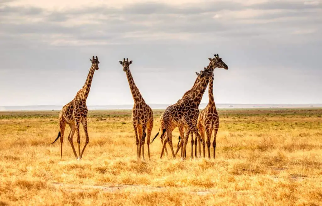 Can You Eat Giraffe? What Does Giraffe Taste Like? – ItsFoodtastic