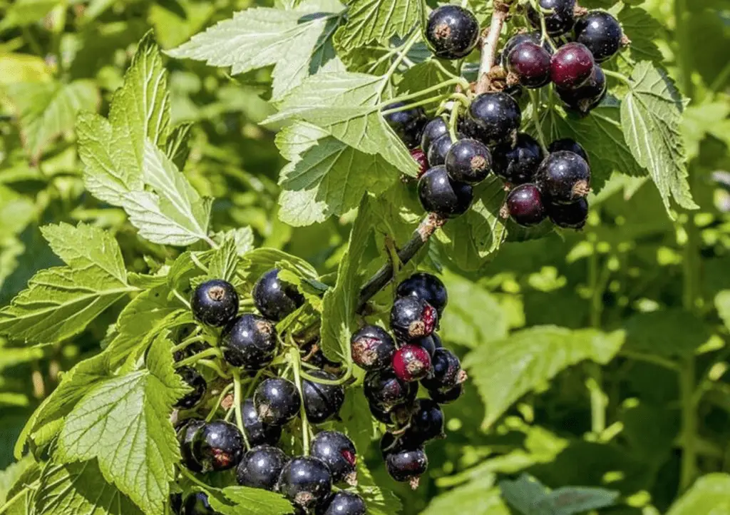 what-do-black-currants-taste-like-everything-you-need-to-know