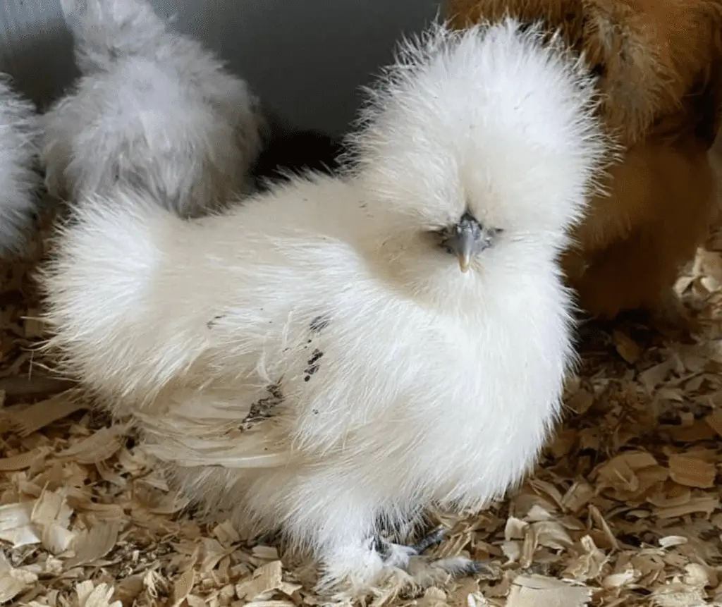 What Is Silkie Chicken Meat And What Does It Taste Like? – ItsFoodtastic