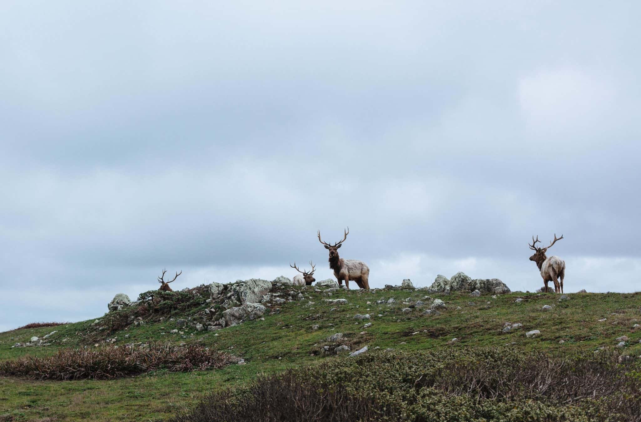 What Does Caribou Taste Like? And How Much Does It Cost? – ItsFoodtastic